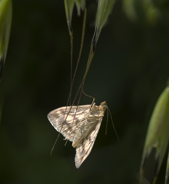 Paracorsia repandalis - Crambidae